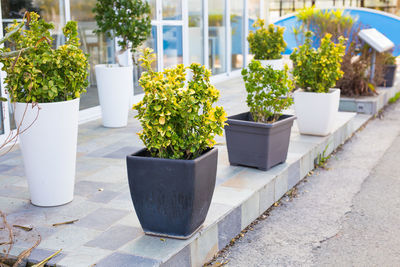 Potted plants on retaining wall