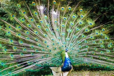 Full frame shot of peacock