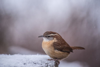 Close-up of bird perching on snow