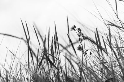 Close-up of crops growing on field against sky