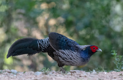 Close-up of pigeon