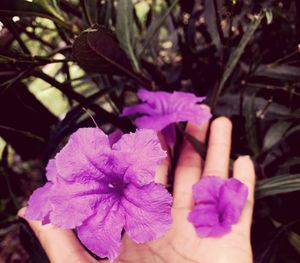 Close-up of hand holding purple flowers