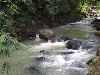 Scenic view of waterfall in forest