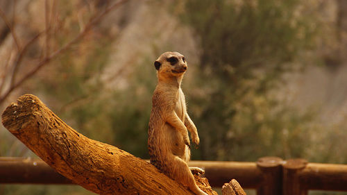 Meerkat on tree stump