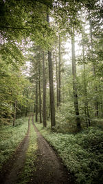 Dirt road amidst pine trees in forest