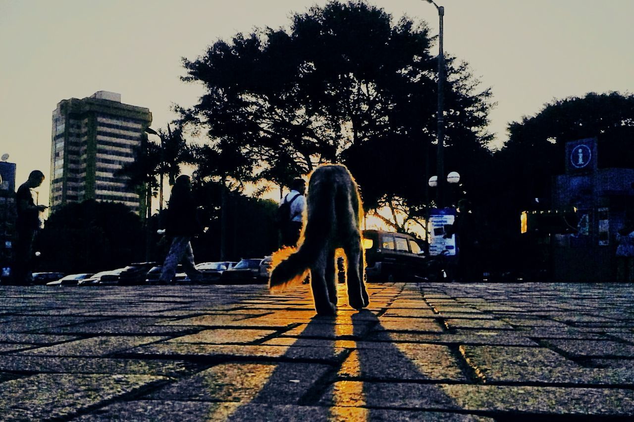 REAR VIEW OF COUPLE WALKING ON STREET IN CITY