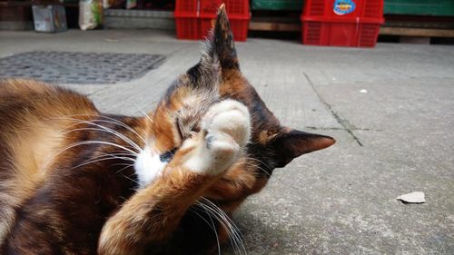 Close-up of tortoiseshell cat licking paw while lying on footpath