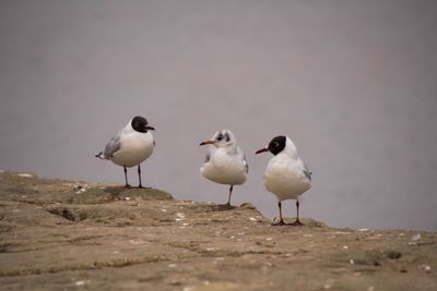 Seagulls against clear sky