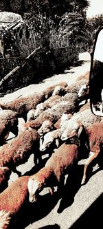 Close-up of snow covered land