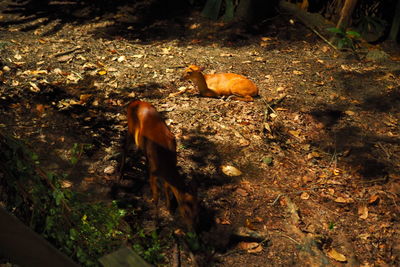 High angle view of bird on field