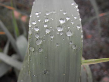 Close-up of water drops on leaf