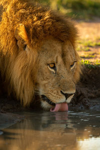 Close-up of male lion drinking in shade