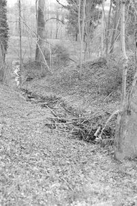 View of bare trees in forest