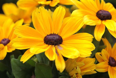 Close-up of yellow daisy flowers