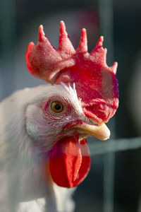 Close-up of rooster