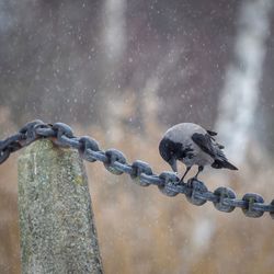 Close-up of bird perching on water