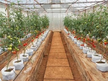 Panoramic view of greenhouse