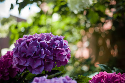 Close-up of pink rose flower