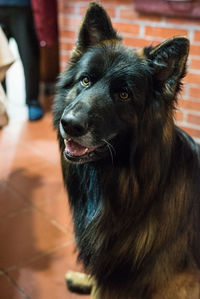 Close-up of dog looking away