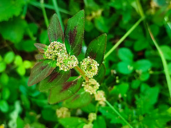 Close-up of flowering plant