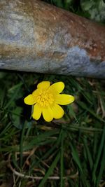 Close-up of yellow flower blooming in field