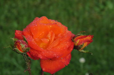 Close-up of wet red poppy blooming outdoors