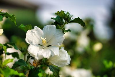 Close-up of white flowering plant