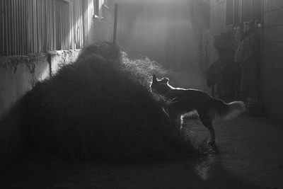 Dog standing in a sunlight