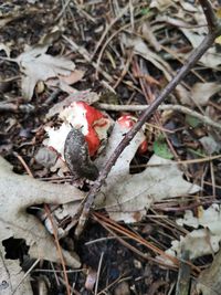 High angle view of mushrooms growing on field