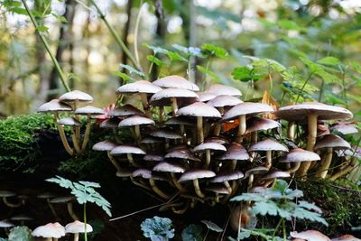 Close-up of fresh plants in forest