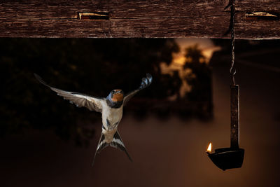 Close-up of bird flying