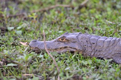 Close-up of crocodile on field