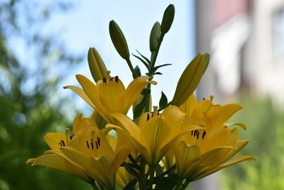 Close-up of yellow flowering plant against sky