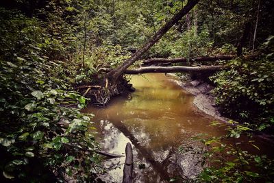 Reflection of trees in river