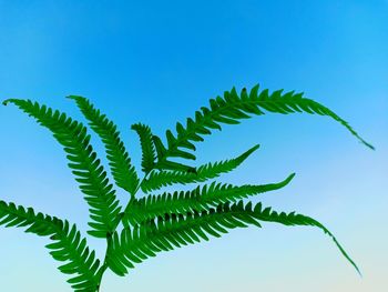 Low angle view of leaves against sky