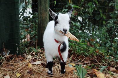 Smiling goat eating a leaf