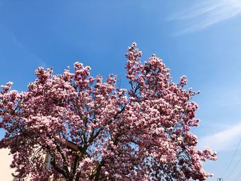 Low angle view of cherry blossoms against sky