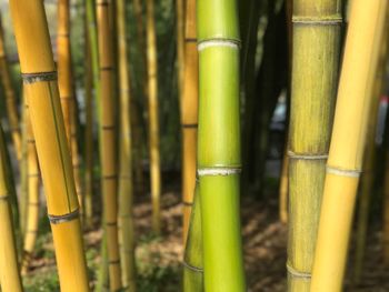 Close-up of bamboo plant on field