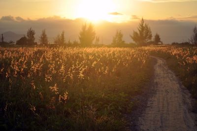 Scenic view of field against sky during sunset