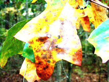 Close-up of yellow maple leaf