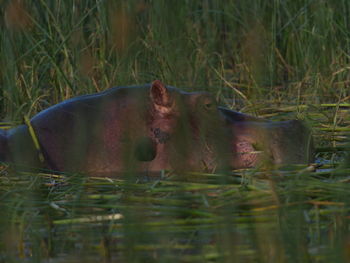 View of animal swimming in lake