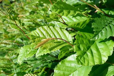 Close-up of fresh green leaves on plant