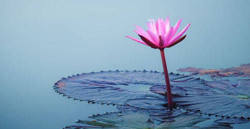 Close-up of lotus water lily in pond