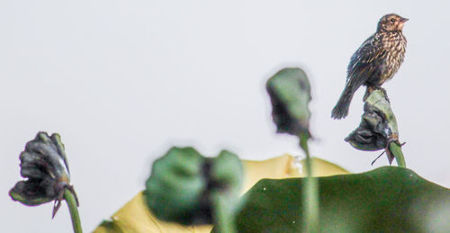 Close-up of birds perching on a plant