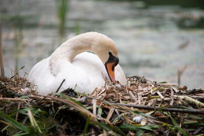 Close-up of bird on field