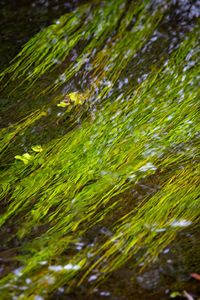 Close-up of plants growing on land