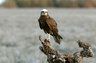 Close-up of bird perching