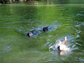 High angle view of ducks swimming in water