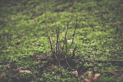 Close-up of fresh green plants