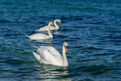 Swans swimming in sea